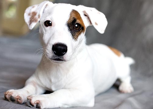 jack russell terrier puppy near me